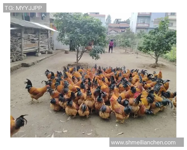 退役球星哈姆西克与妻子共同务农养鸡生活幸福鸡蛋丰收乐趣无穷